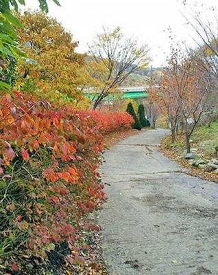 단풍 든 가을 펜션 진입로